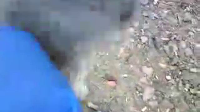 Серый кот. Gray country cat.