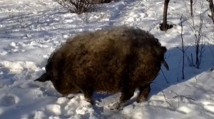Свиньи породы венгерская мангалица зимой 2017 года