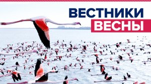 Розовый сезон: сотни фламинго прилетели на озеро Караколь