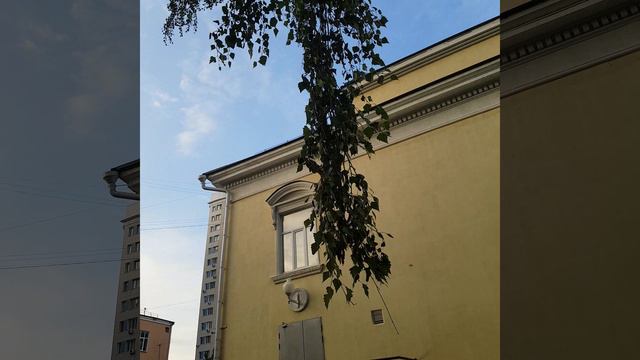 240810 Колония красных клопов солдатиков пожарников на берёзе клоп краснокло́п бескрылый город Орёл смотреть онлайн