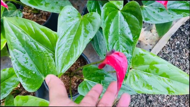 🇱🇰 ඇන්තුරියම් මිල ගනන් අඩු කරා - Anthurium Plants Pice In Sri Lanka|Best plants 2024 смотреть онлайн
