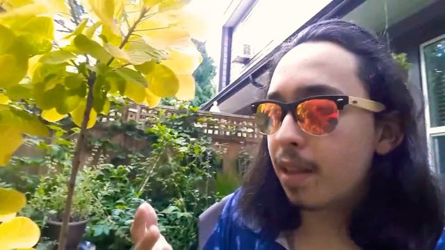 Golden Spirit Smokebush / How to grow Smokebush / Cotinus Coggygria / Perennial Shrubs смотреть онлайн