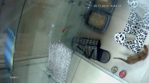 Абиссинский кот играет