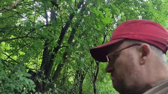 Как собрать грибы в лесу. смотреть онлайн