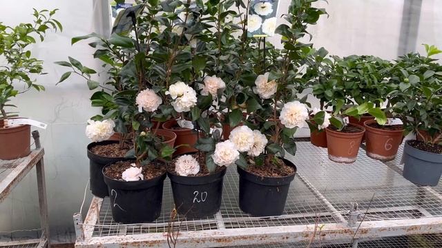Камелия махровая *Брашфилдс Йеллоу*. Camellia *Brushfield's Yellow* ???