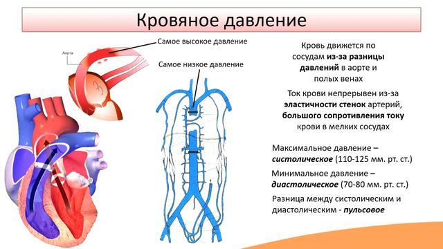 Артериальный пульс. Кровяное давление
