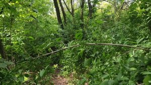 Передвижение строго по зелёнке.