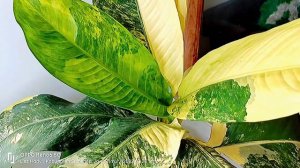 Menor....😍 Dieffenbachia Variegata Bigben Super Jumbo