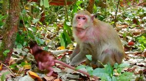 New Baby Wanna To Playing With Other Monkey Much