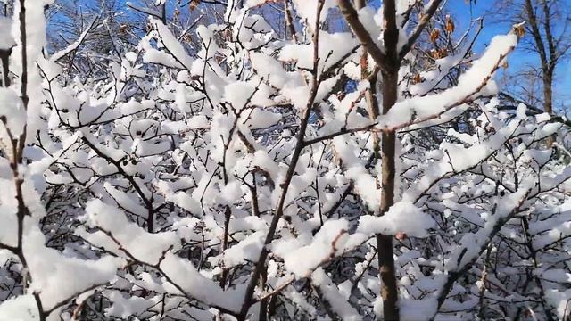 Сказочный зимний лес.❄️️❄️️❄️️Красота!