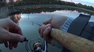 Рыбалка, ловим форель осенью.