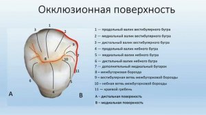 Анатомия первого верхнего премоляра