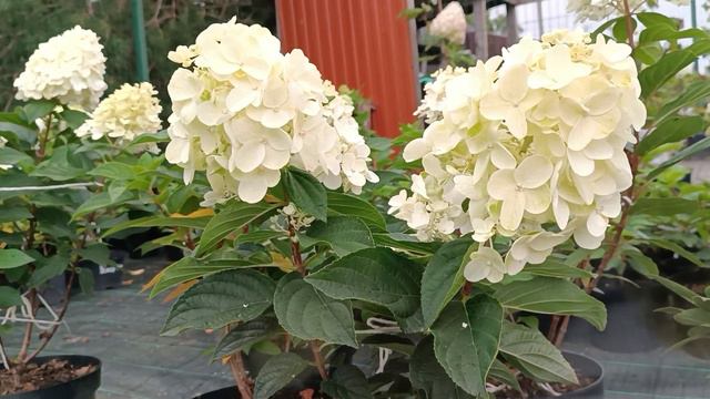 Метельчатая гортензия Silver Dollar (Сильвер Доллар). Ажурная красотка с крупными цветками. смотреть онлайн