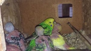 Как волнистые попугай кормит своих птенцов