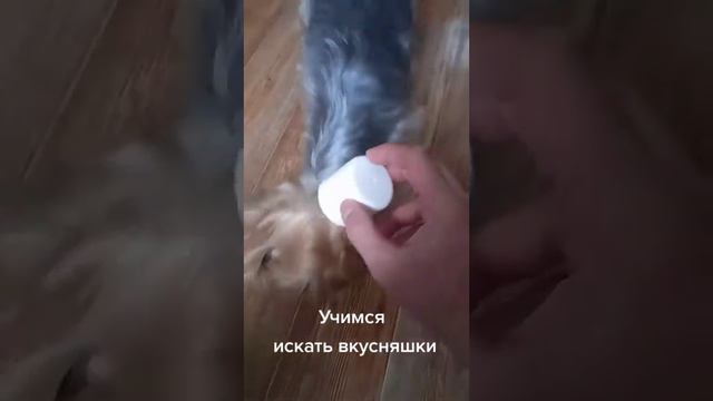 Учимся искать вкусняшки