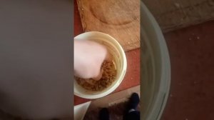 Итог приготовления самой лёгкой перловки на карпа