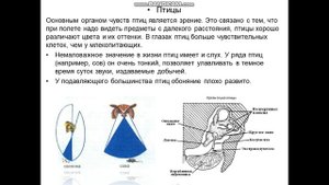 Органы чувств. Эволюция и строение основных органов чувств животных.
