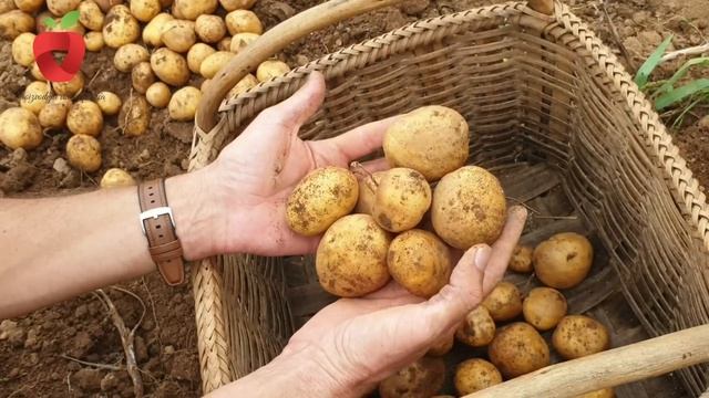 Kada se krompir vadi iz zemlje i kako se skladišti ?? смотреть онлайн