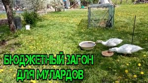 БЮДЖЕТНЫЙ ЗАГОН ДЛЯ МУЛАРДОВ