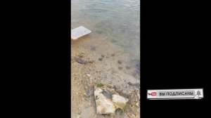Громкие лягушки?  - Показываем как поймать в пруду.