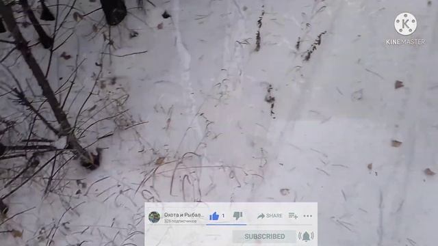 Поставил 6 петель на зайца [А ЗАЯЦ ЕСТЬ ] смотреть онлайн