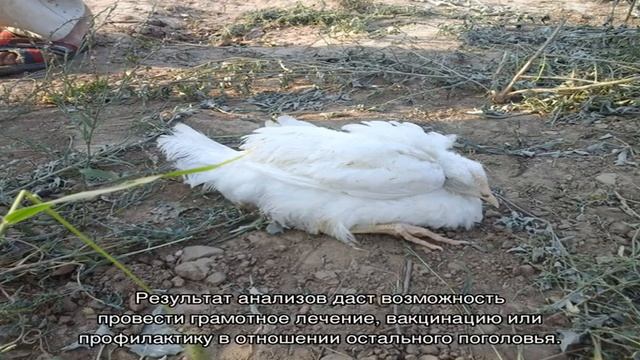 Если выяснить почему дохнут цыплята бройлеры, можно спасти поголовье птицы