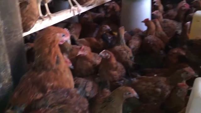 Куры молодки Кучинские и Родонит3