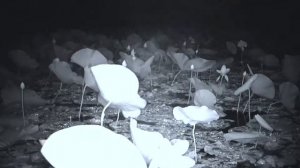 Таймлапс лотосы!