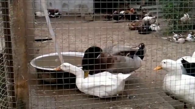 Утки. Какая порода лучше? Что за порода- Башкирская Цветная. смотреть онлайн