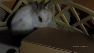 Дрессировка кролика. Команда «Фу» или «Нельзя». Training rabbit