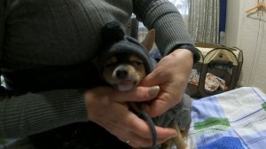 Зимняя одежда для  чихуахуа в 4 месяца