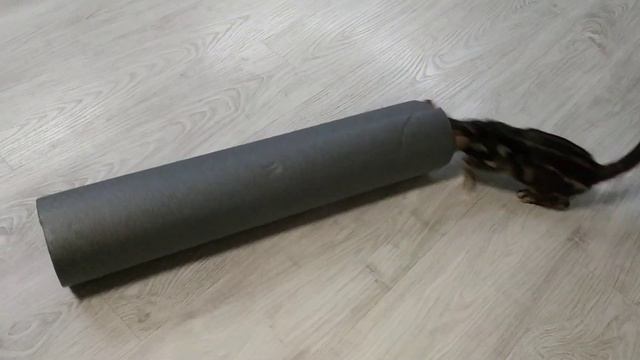 Бенгальский котенок прячется. Джессика. смотреть онлайн