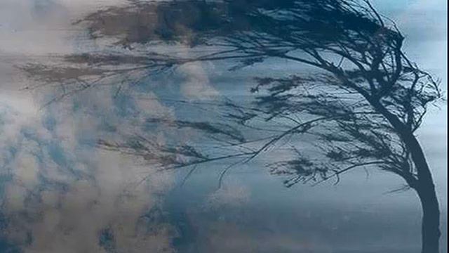 ВИТЕР ТОПОЛИ Поет Алиса НИКА смотреть онлайн