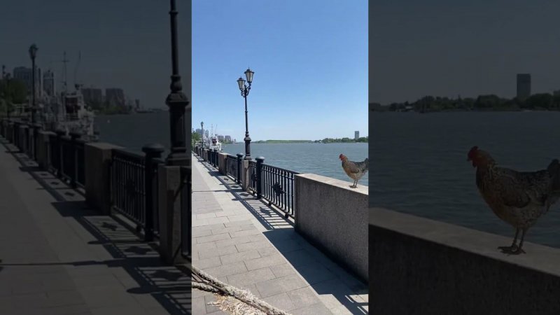 Что делает курица на набережной?️