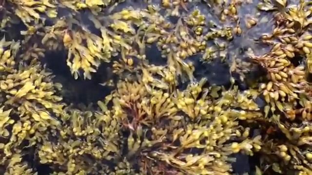 Фукус смотреть онлайн