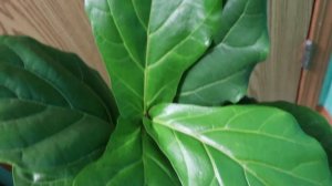 FIDDLE FIG BROWN SPOTS ON LEAVES UPDATE #fiddlefig #fiddlefigcare