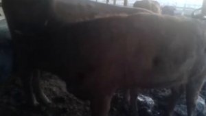 Как растут телята на подсосе How do calves grow on saline