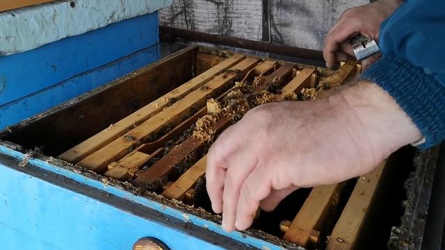 Сравнение развития на ГФСе и сахарном сиропе. смотреть онлайн