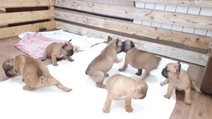 Французские бульдоги 1 месяц.