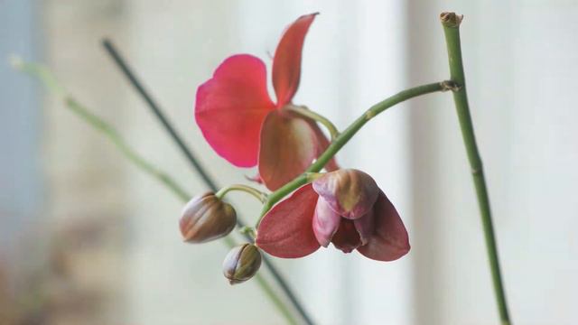 Another orchid смотреть онлайн