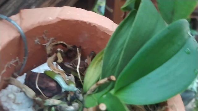 Como fazer pra phalaenopsis ficar gigante????? смотреть онлайн