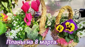 Подготовка к 8 марта. Посев цинерарии гибридной.