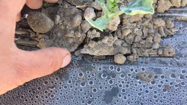 Вредители бахчевой рассады. Защита инсектицидом. (Перезалив). смотреть онлайн