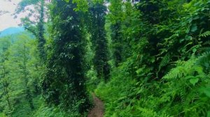 НАЦИОНАЛЬНЫЙ ПАРК МТИРАЛА В ГРУЗИИ | Короткий маршрут. Июль 2022 | Куда поехать из Батуми?