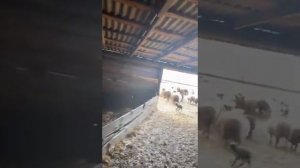 Овцы с ягнятами 350 голов на продажу все вместе в круг цена 150р. кг. Живым весом
