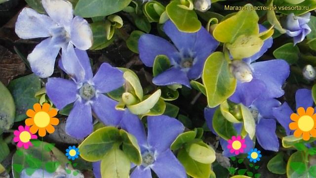 Барвинок малый Блю энд Голд. Краткий обзор, описание характеристик vinca minor Blue and Gold