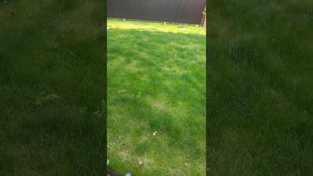 газон из 100% мятлика из Леруа через 1 год. смотреть онлайн