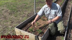 Капельный полив   результаты эксплуатации
