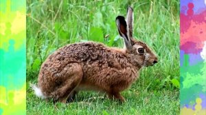 Логоритмика Стихи для развития речи малышей