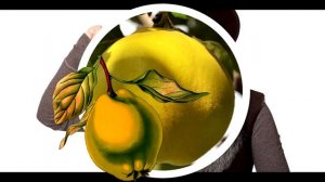 Айва   фрукт с лечебными свойствами.